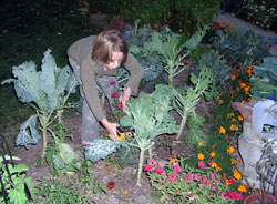 Noëlle Gal, 8, the granddaughter of Immaculate Heart of Mary parishioner Hugh Baker, harvests broccoli in the Community Garden at Immaculate Heart of Mary Parish in Indianapolis on Oct. 4. (Photo by Mike Krokos) 